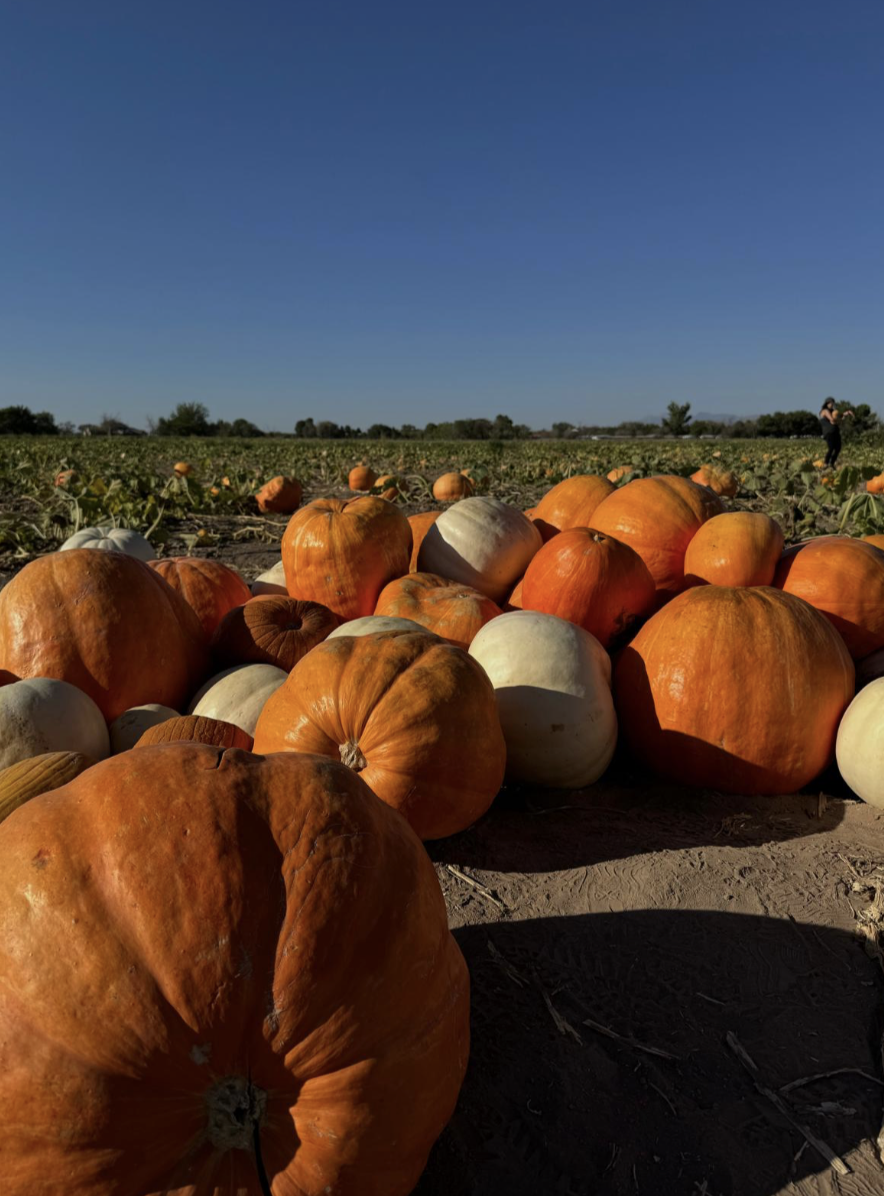 La Union Corn Maze celebrates 25 years